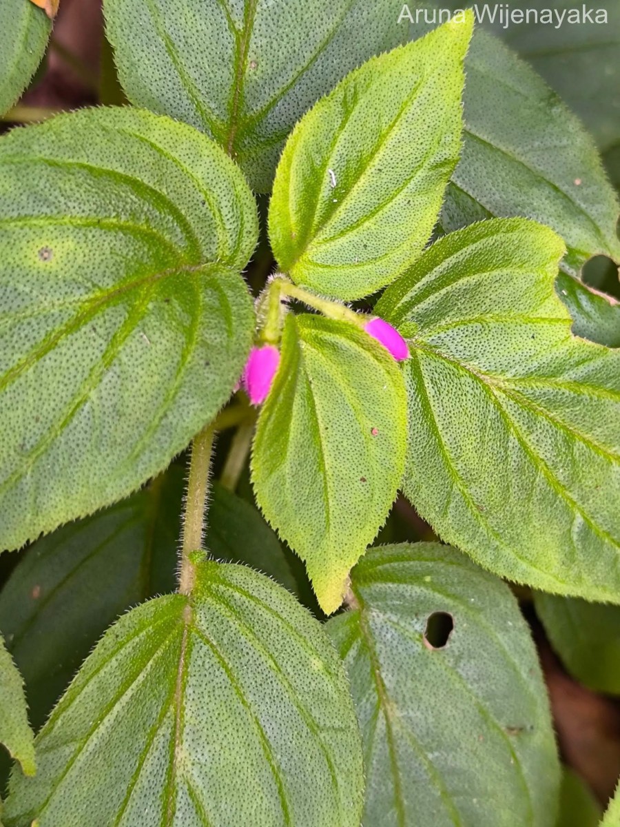 Sonerila pilosula Thwaites